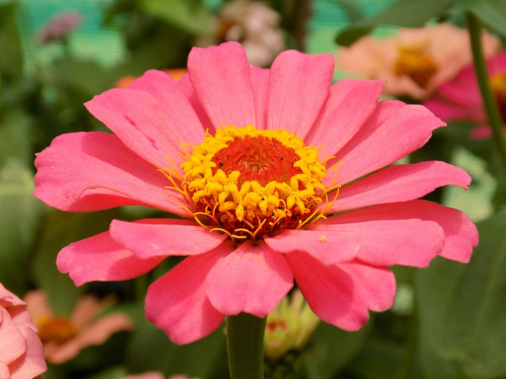 flowers