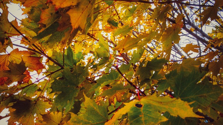 Autumn colors