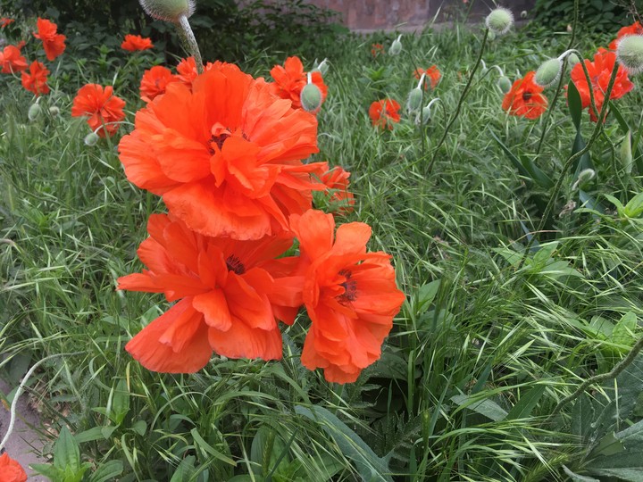 poppies