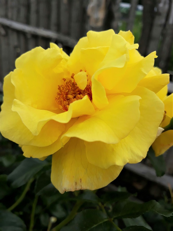 yellow rose
