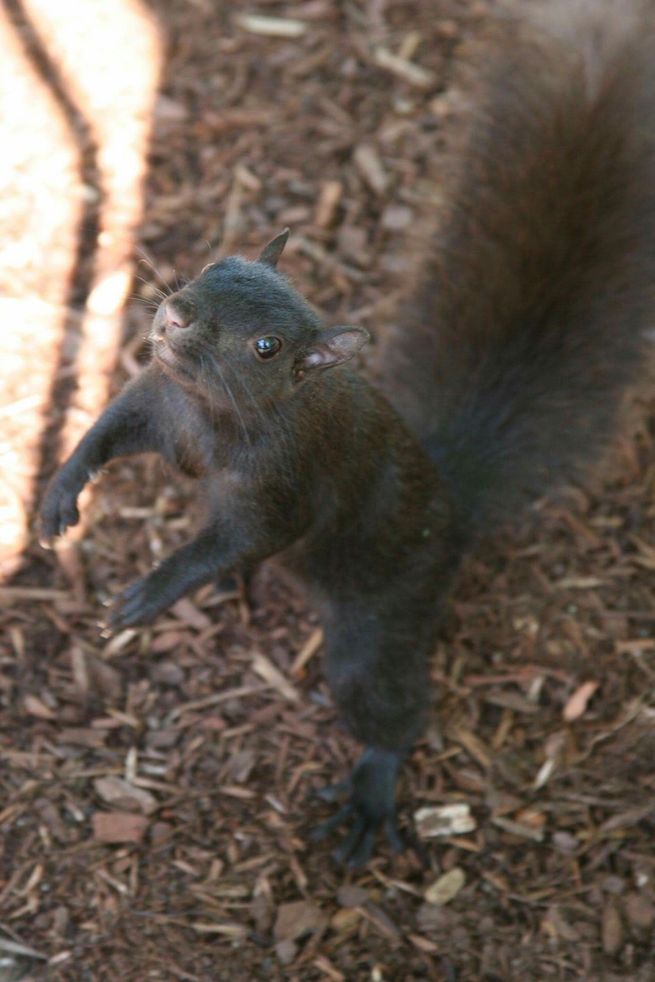 Squirrel