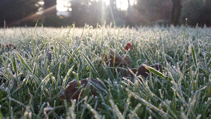 frosty grass