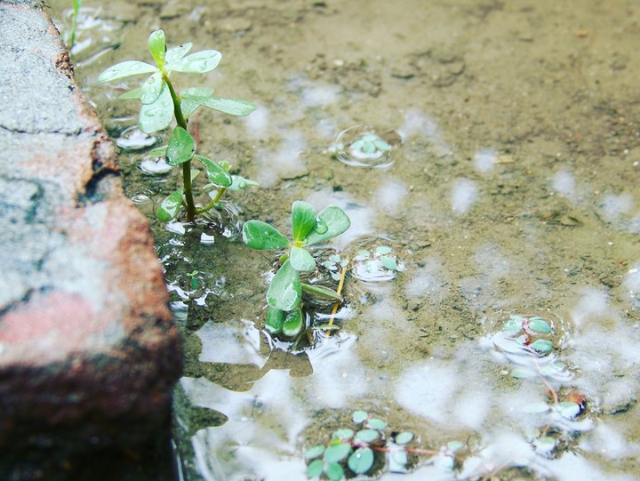 Plant