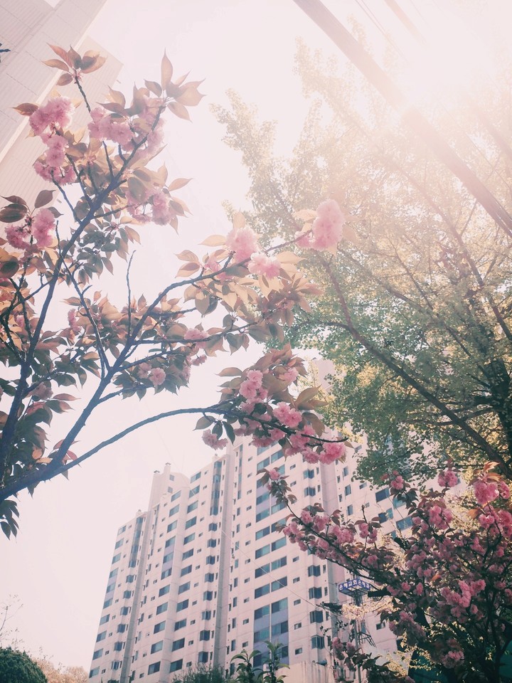 City and Blossom