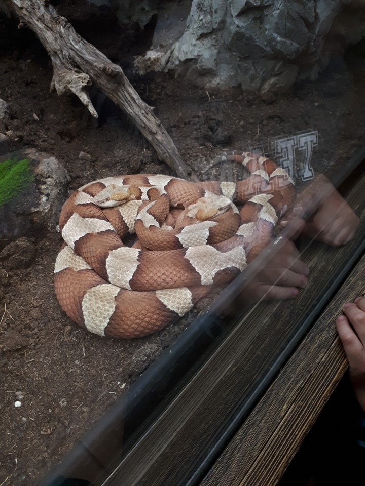 snakes