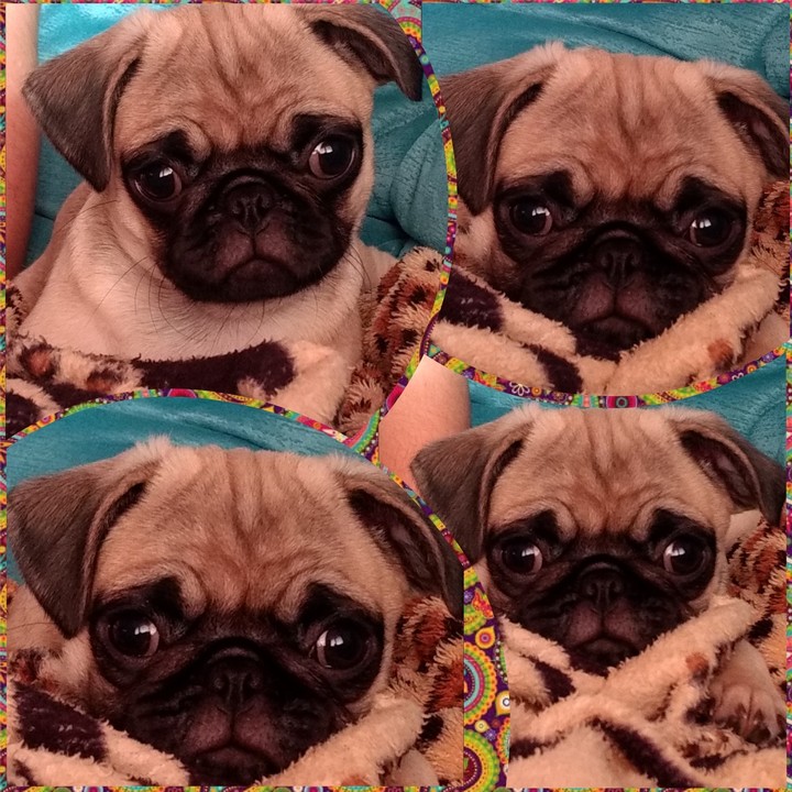 pug