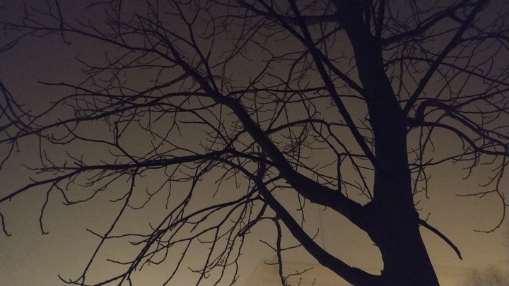 Fog, night and tree