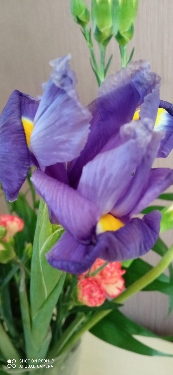 fleure