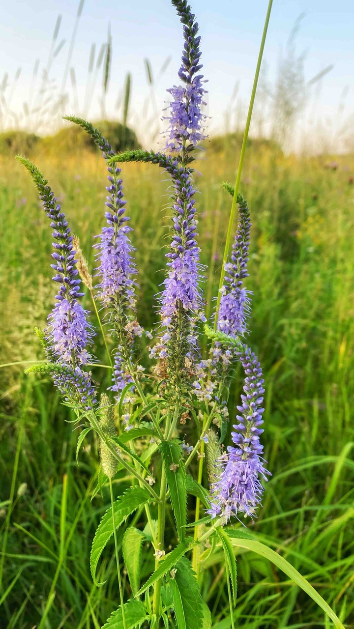 summer flower