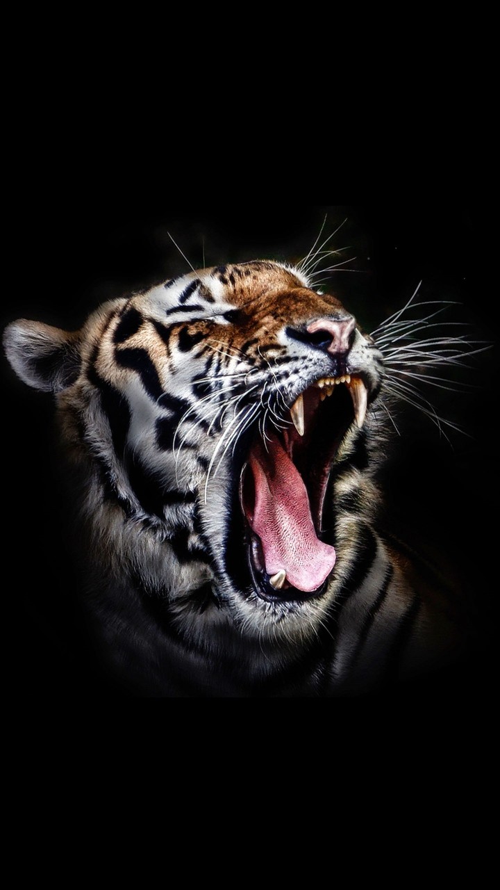 ROAR