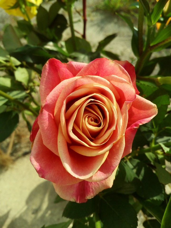 Beautiful rose