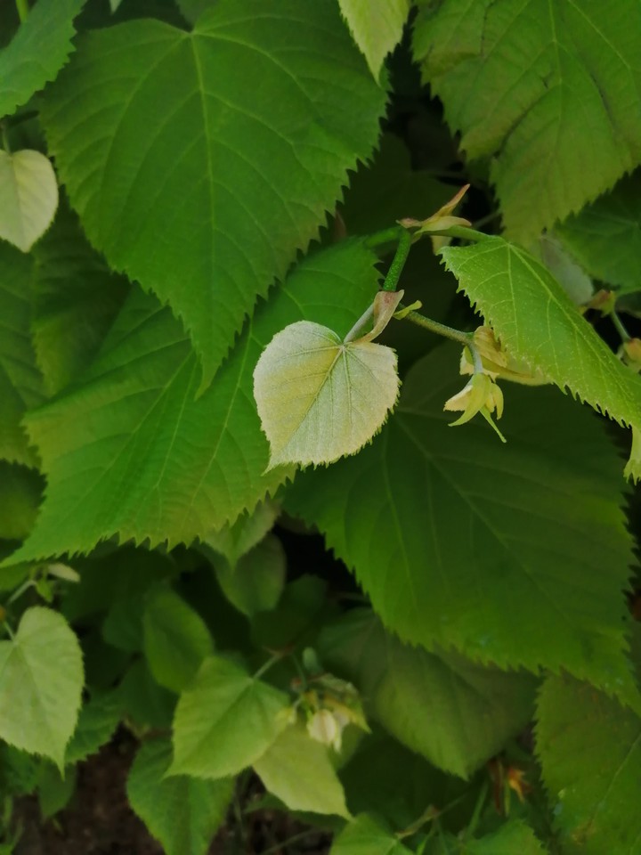 leaf