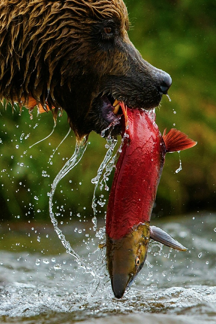 Magnificent Catch