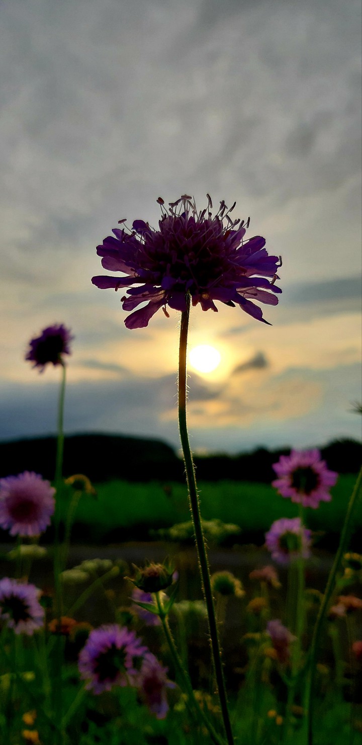 Abend spaziergang ??