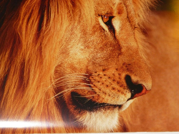 NEVER RULE THE WORLD...KING