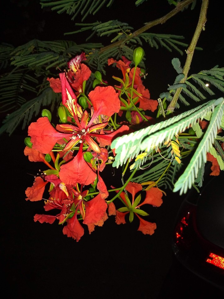 Flores