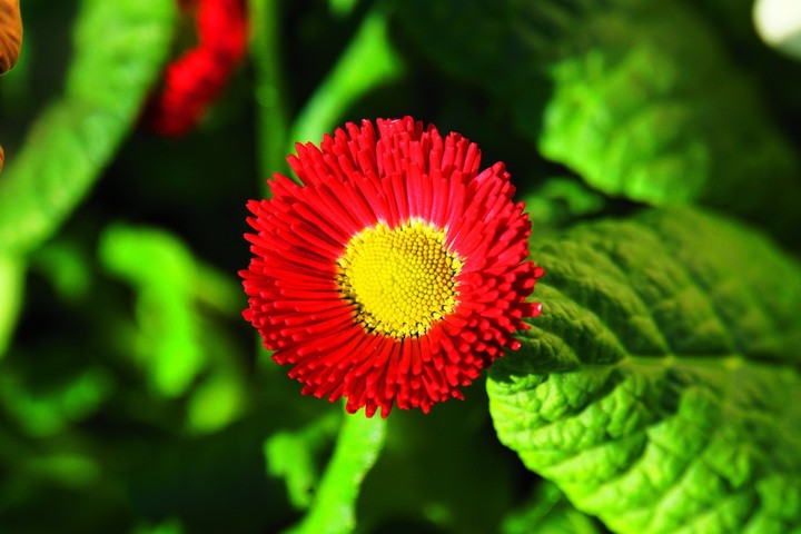 looks vibrant.....