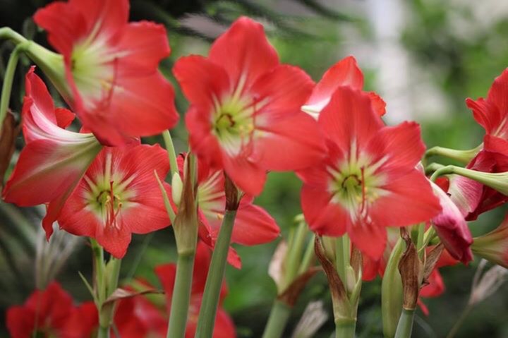 Lilly