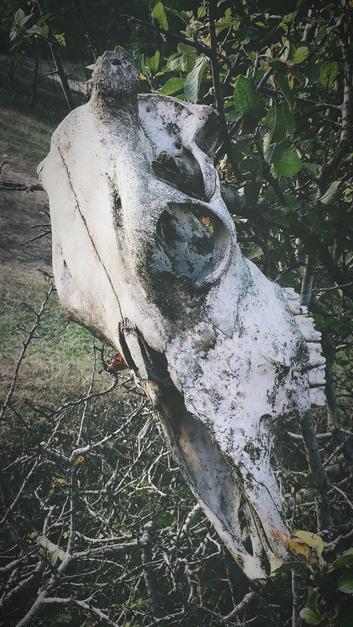 두개골 skull череп