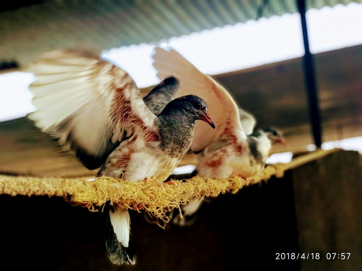 Birds