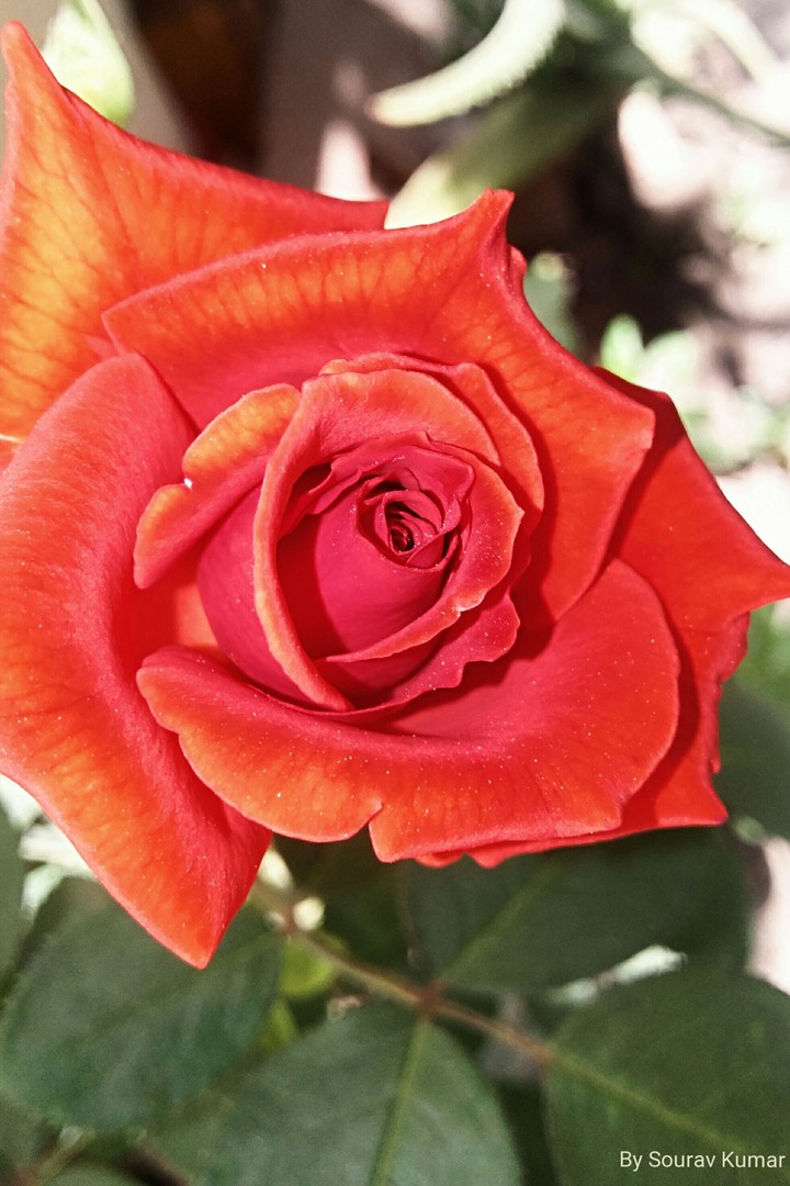 rose