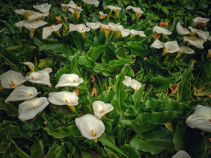 Lilium