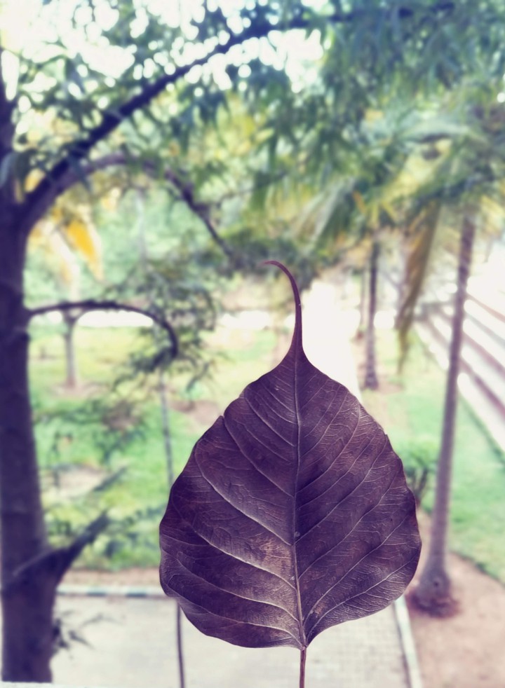 green heaven