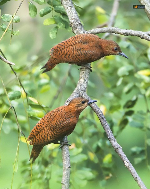 wood pekkee