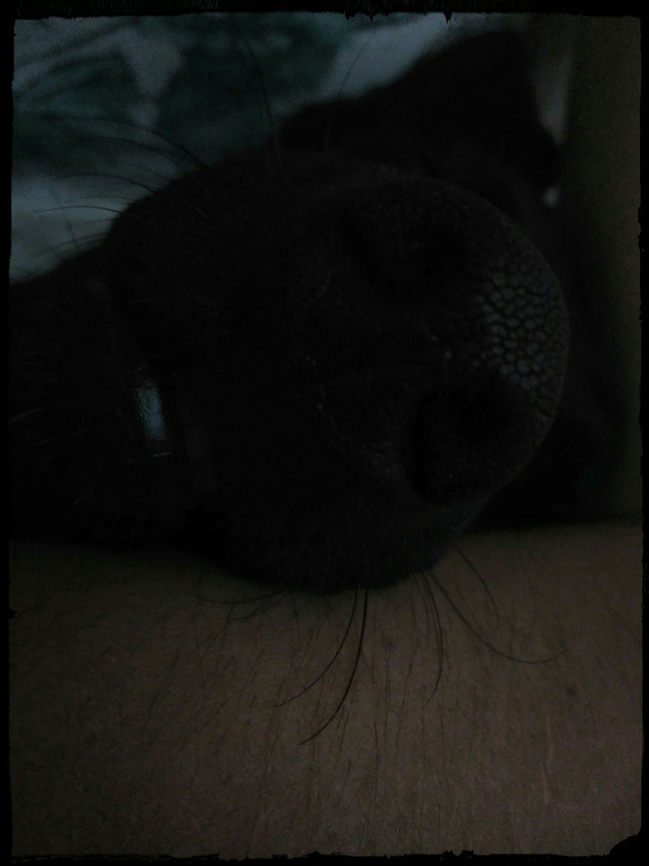 Amor