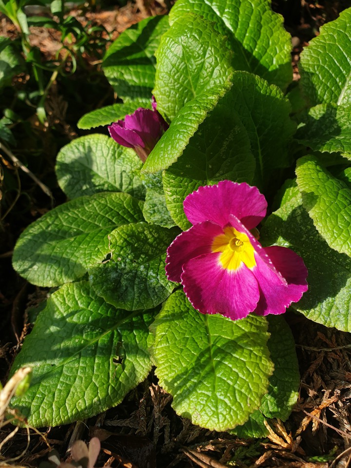 spring flawers