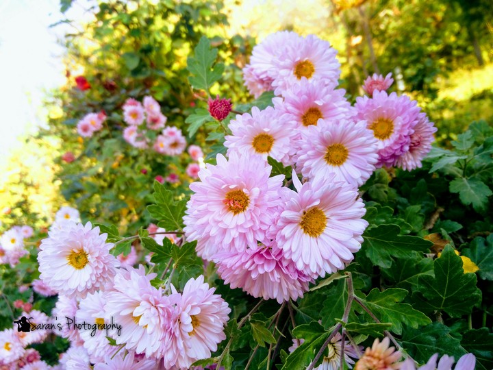 cute flower