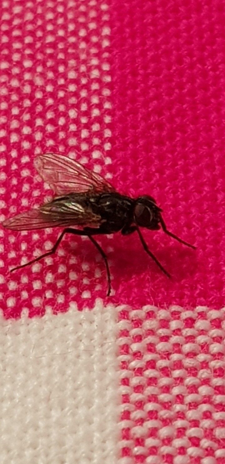 close up fly