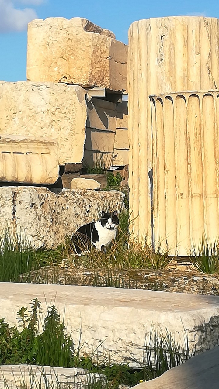 Greek cat