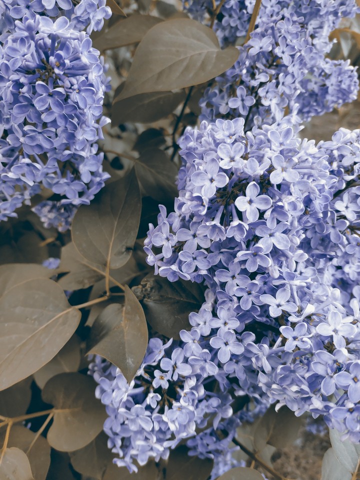 Lilac
