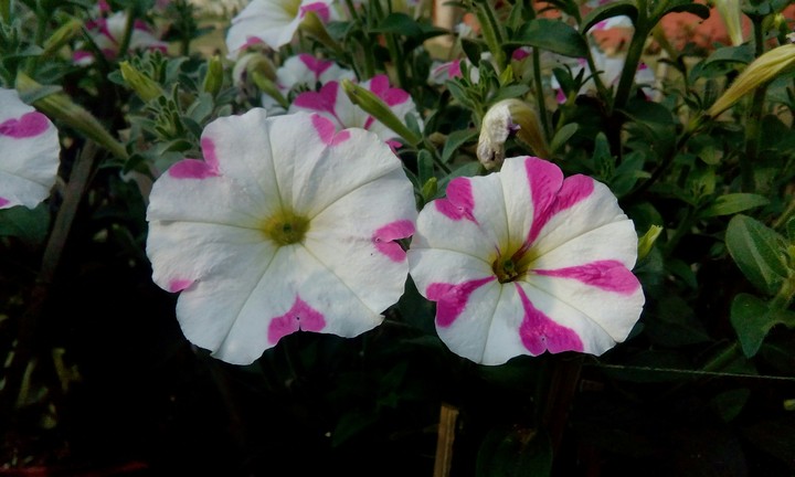 flora