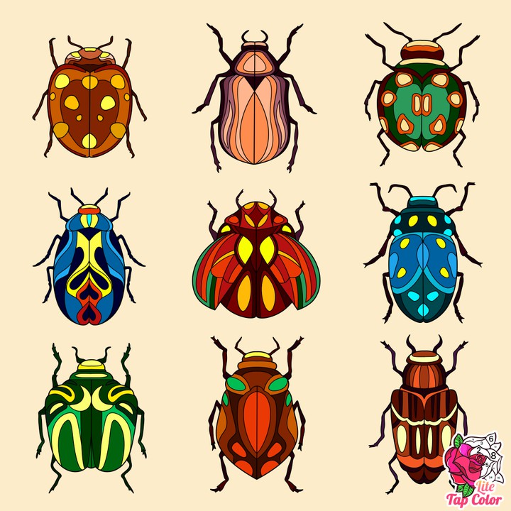 insectos