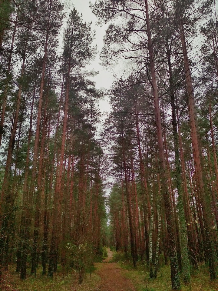 Forest