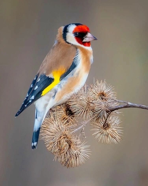 sfondi bird, twig