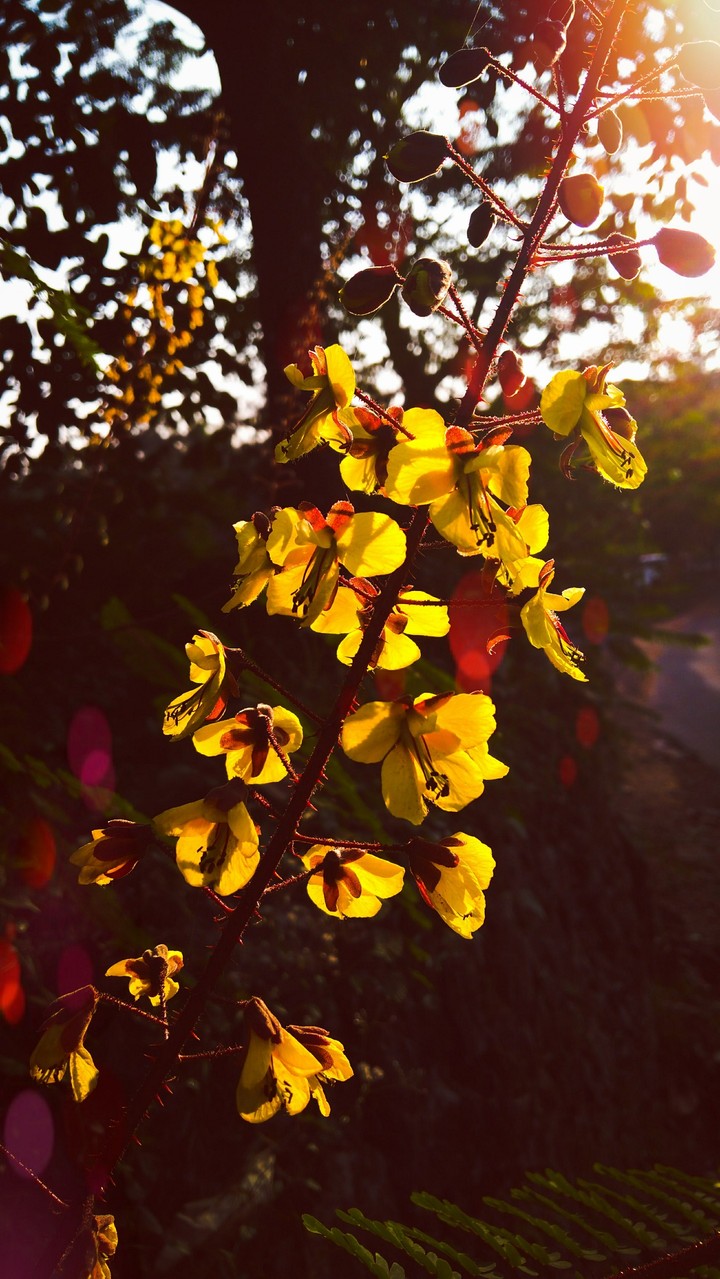 yellow in sunlight