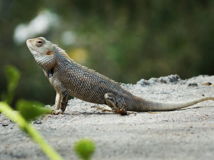 Chameleon