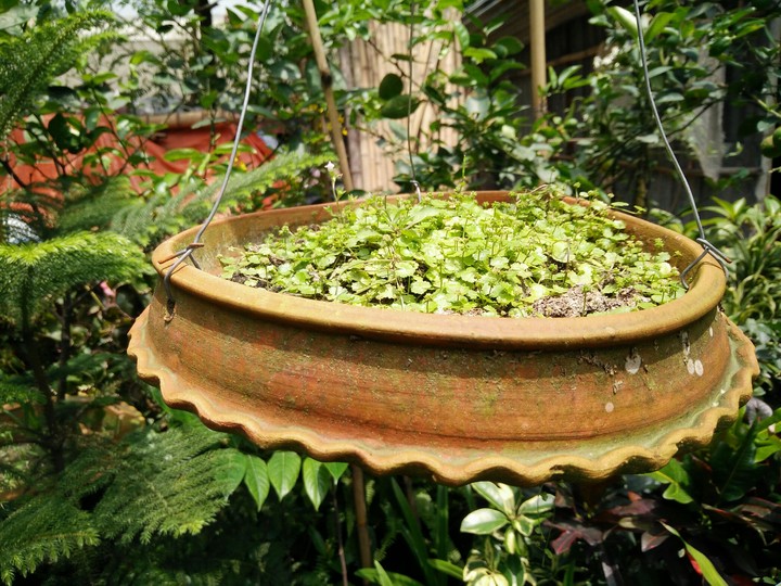 Flower pot