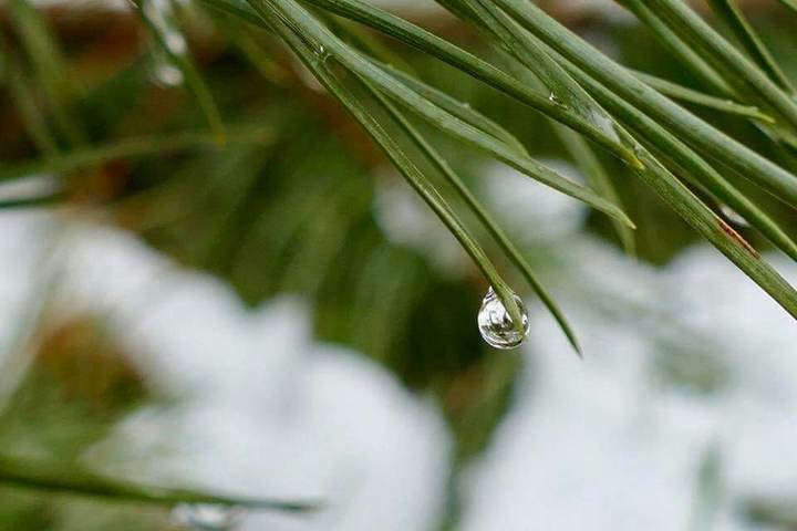 Nature Raindrop Snow