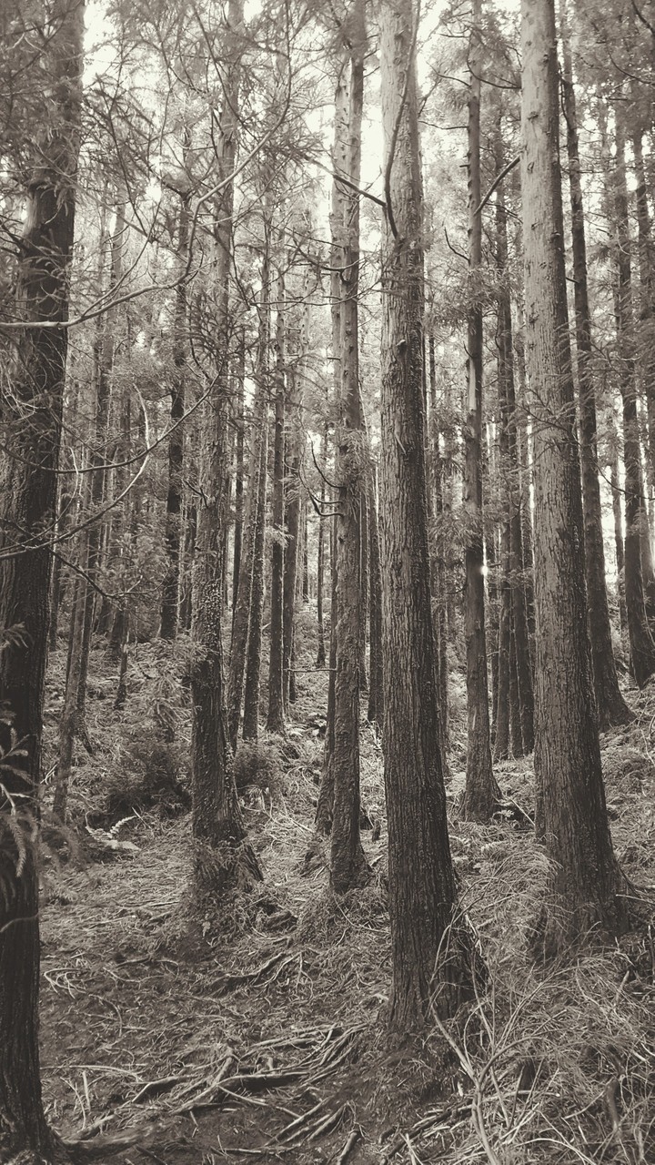 a sky of trees