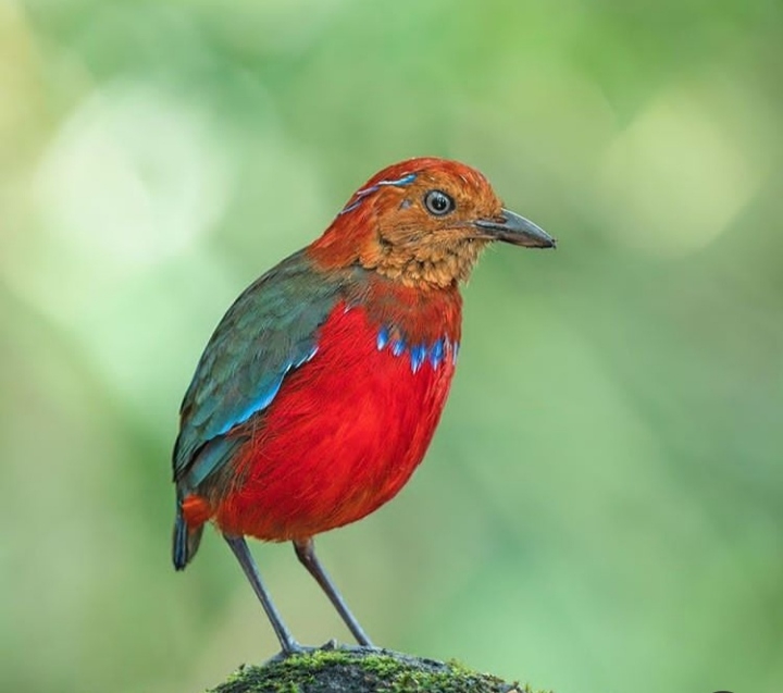 Bird