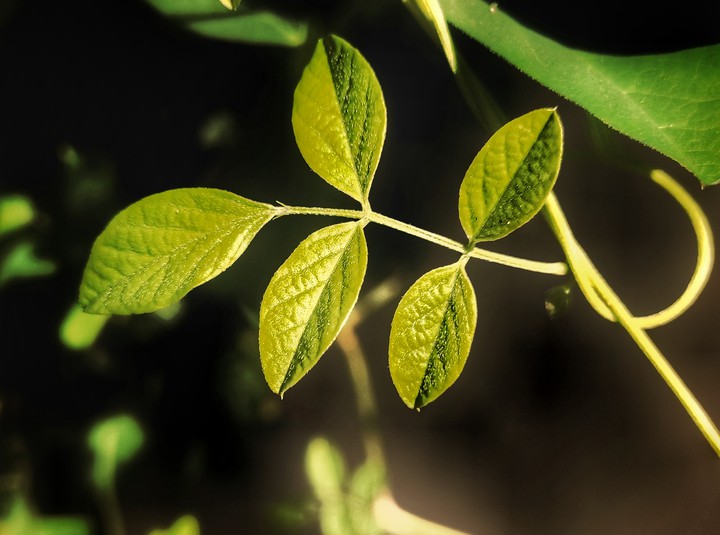 nature of life