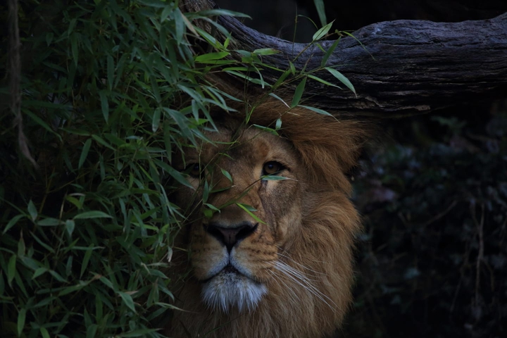 Lion