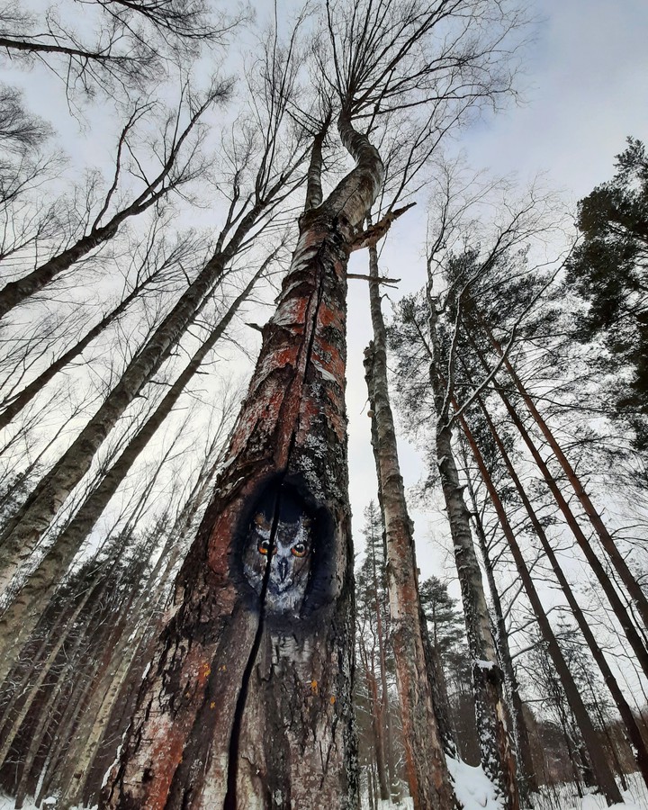 Сосны