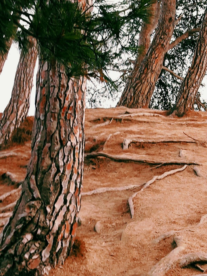 pinos en la costa