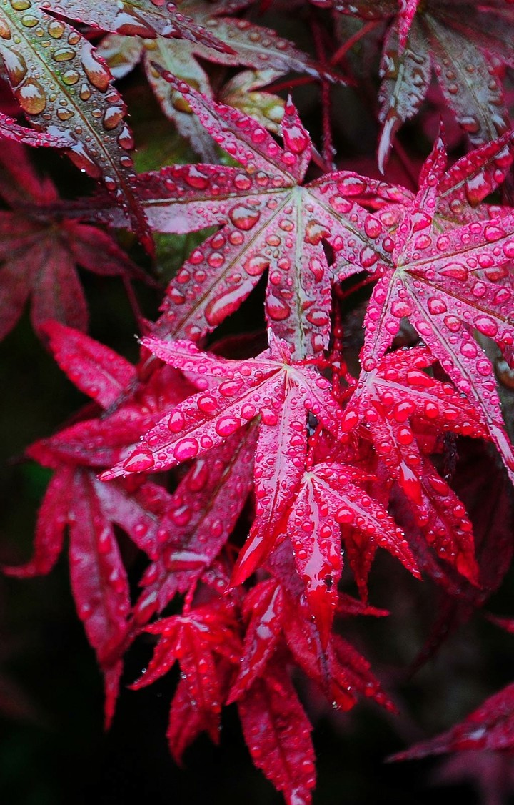 maple leaves