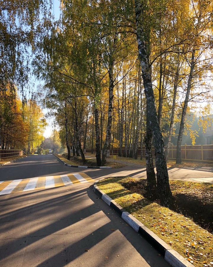 gold trees